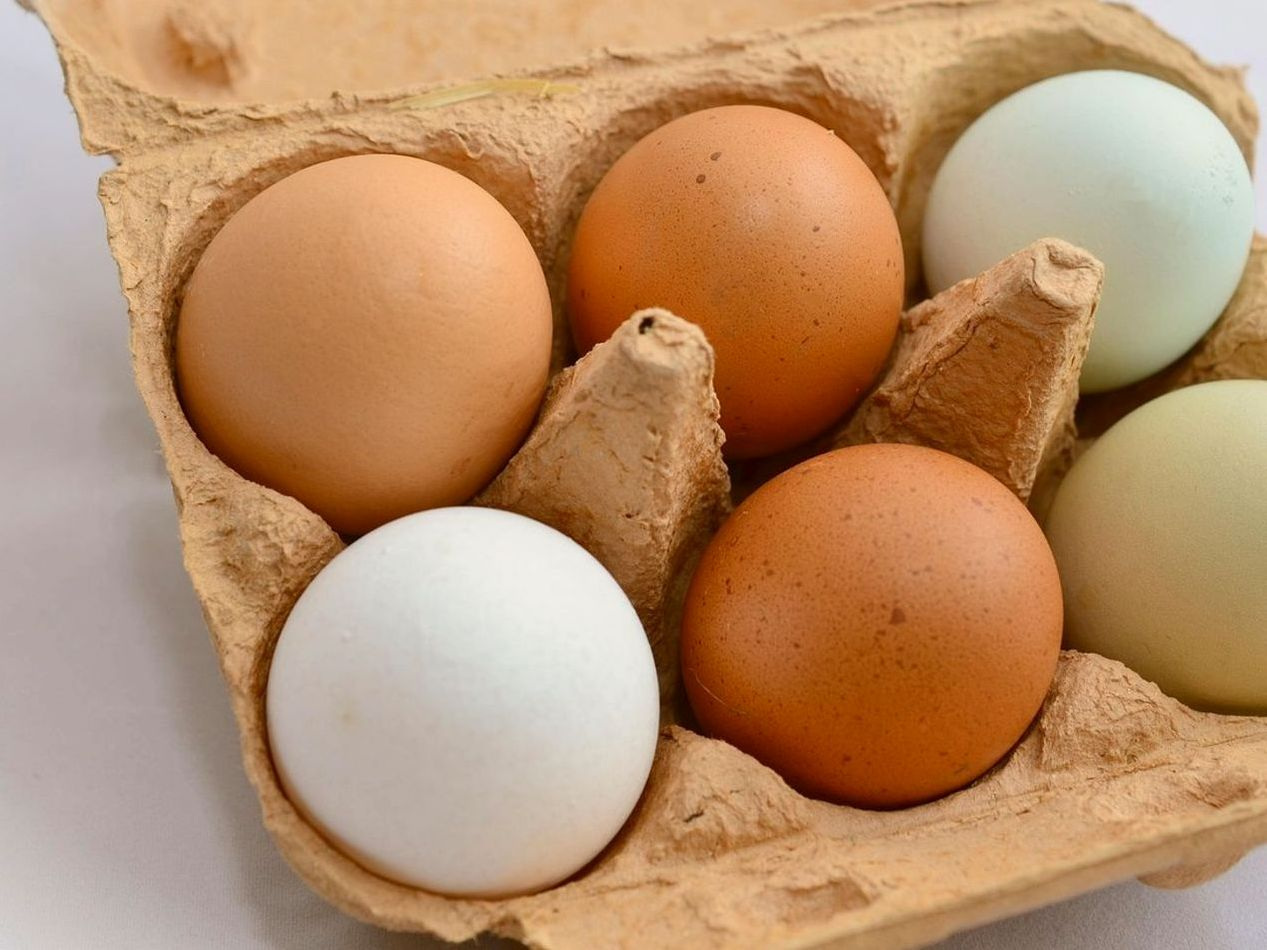 Chickens that roam free