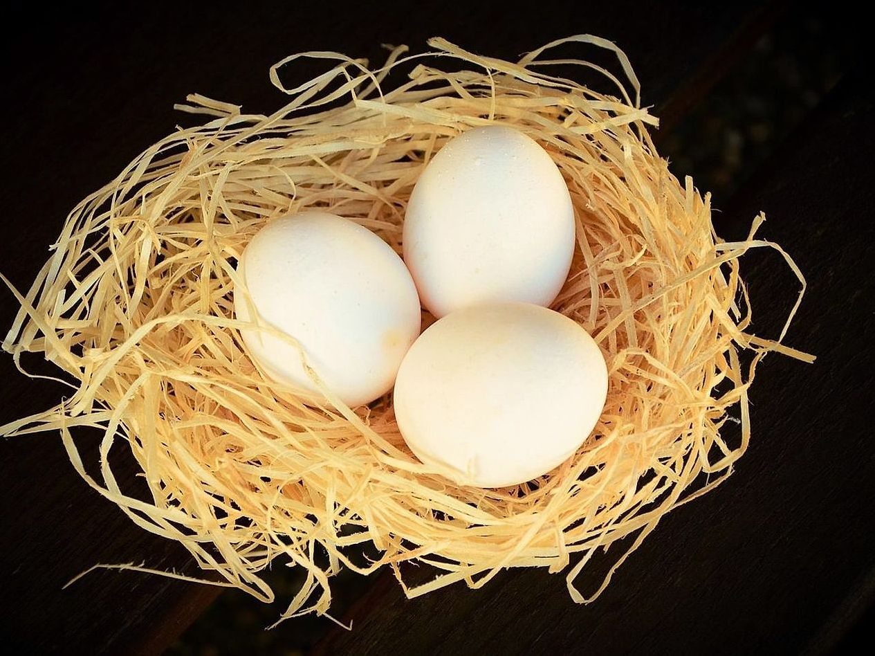 Subscribe for farm eggs